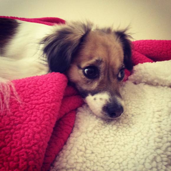 Meet your Posher, Brianna - Picture 1 of 1